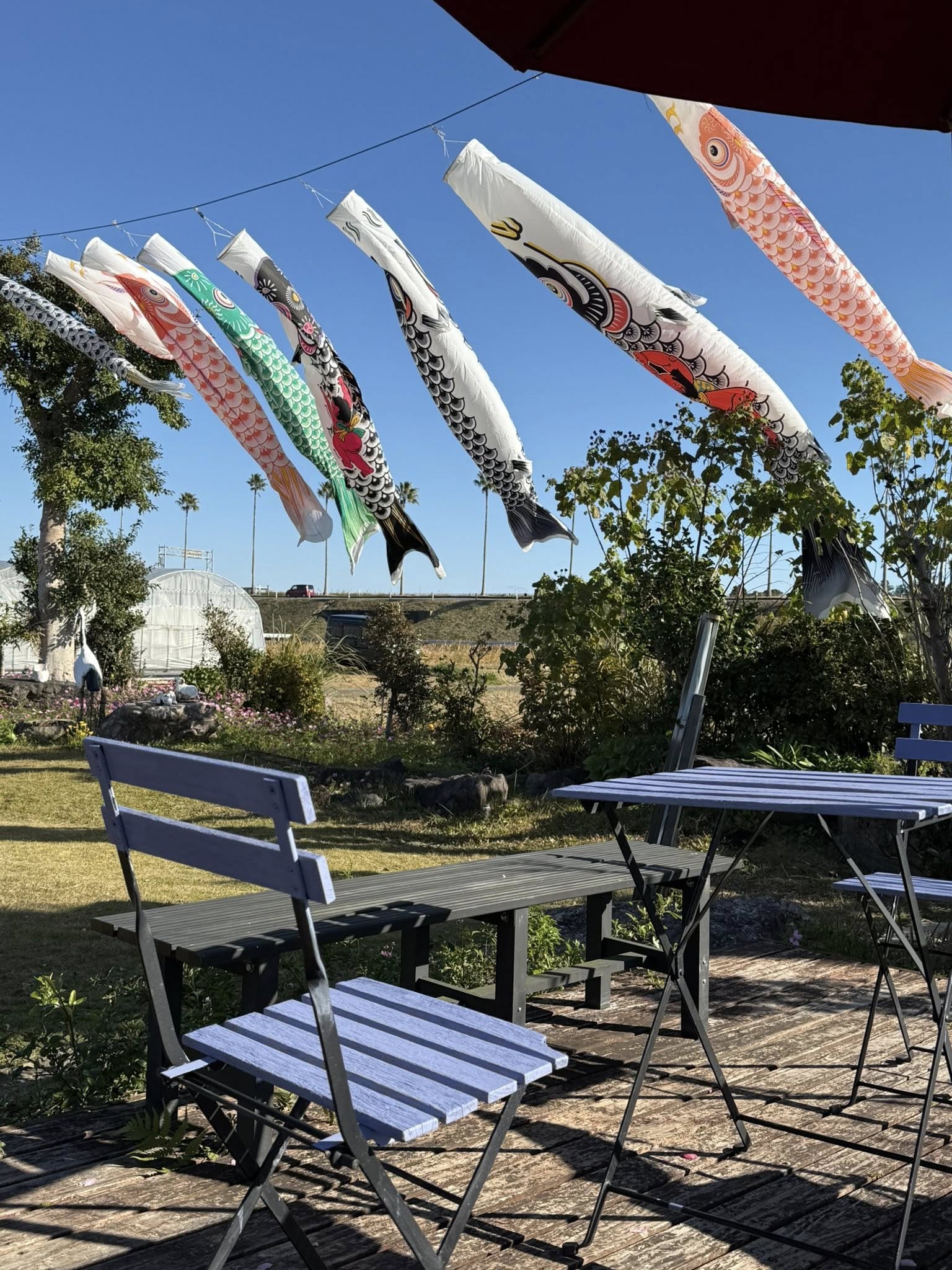 今年も青島太平洋マラソンの応援に川越社長が鯉のぼりを揚げました。　