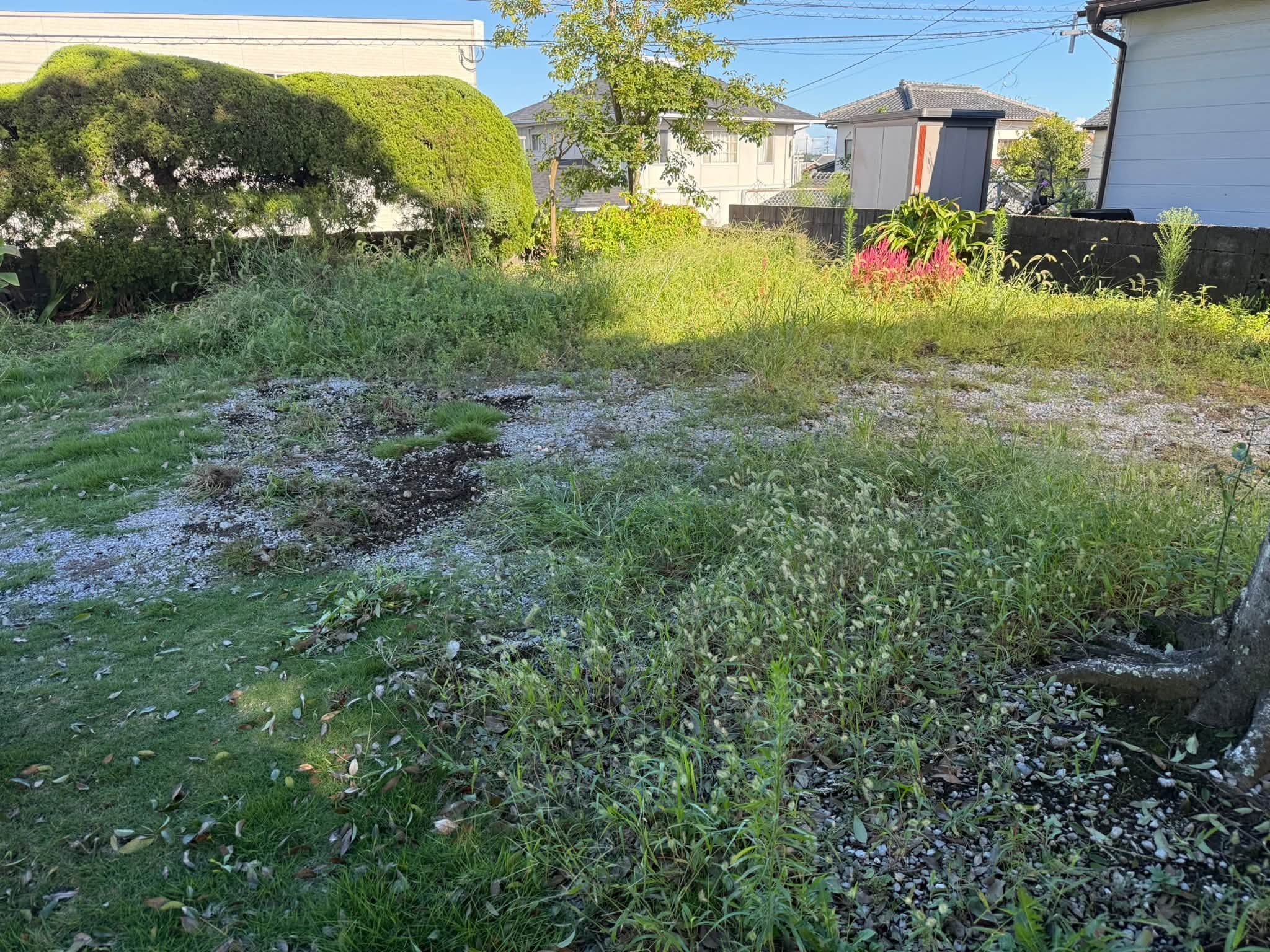 草を取る体力がやっともどって来ました。