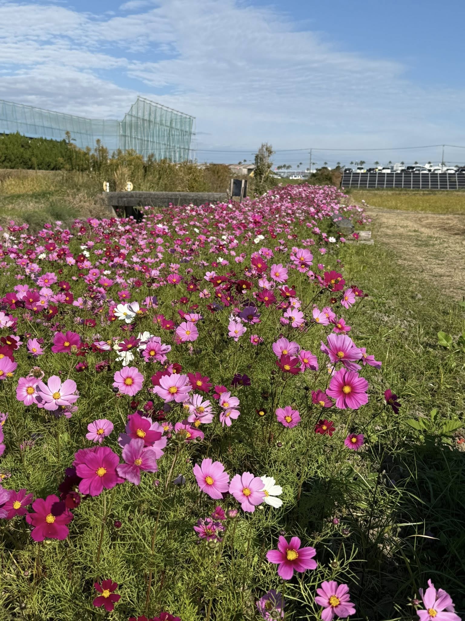 水路沿いのコスモスが満開になました♪