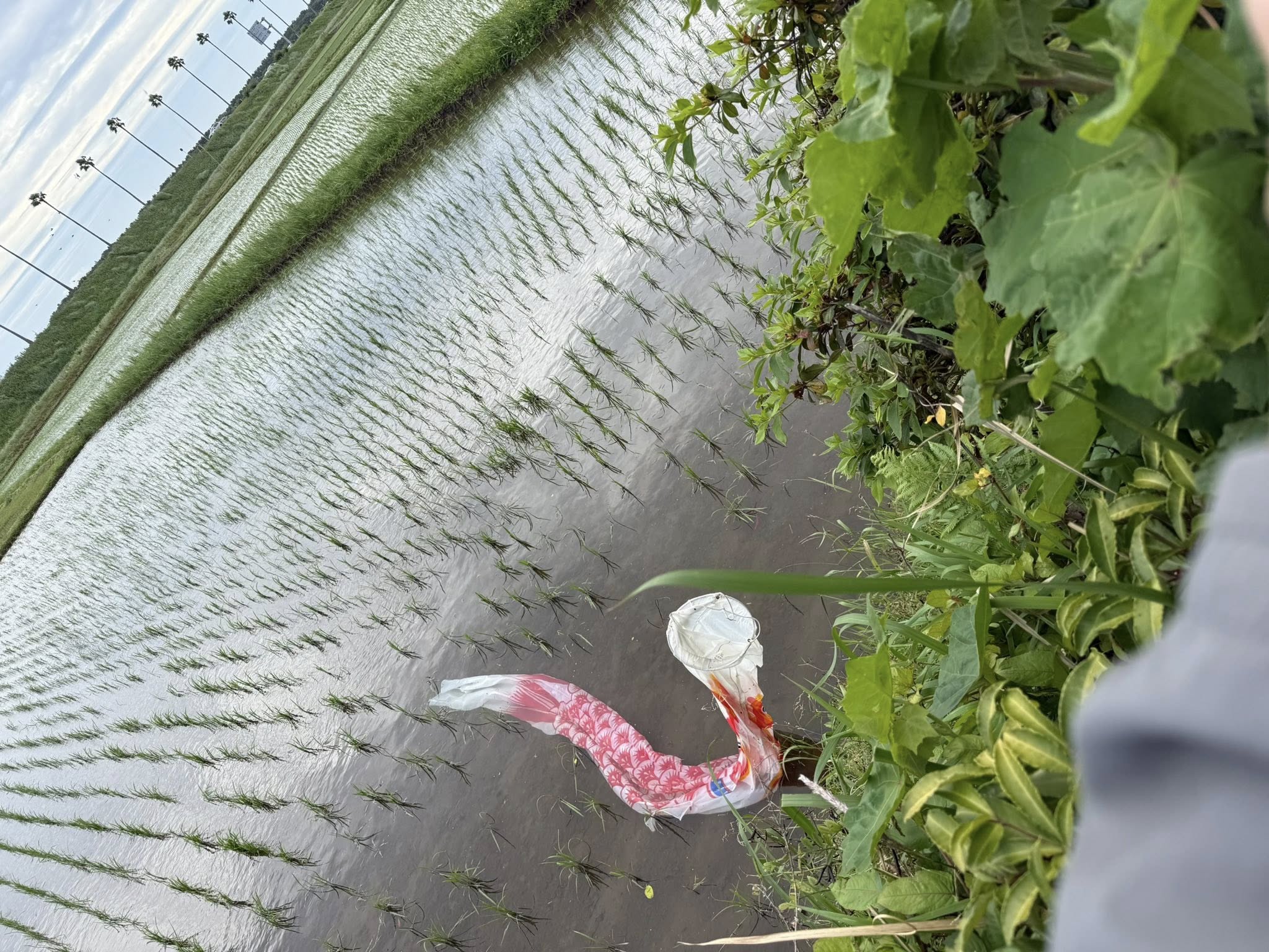 強風で逃げた鯉を釣竿で釣り上げました。