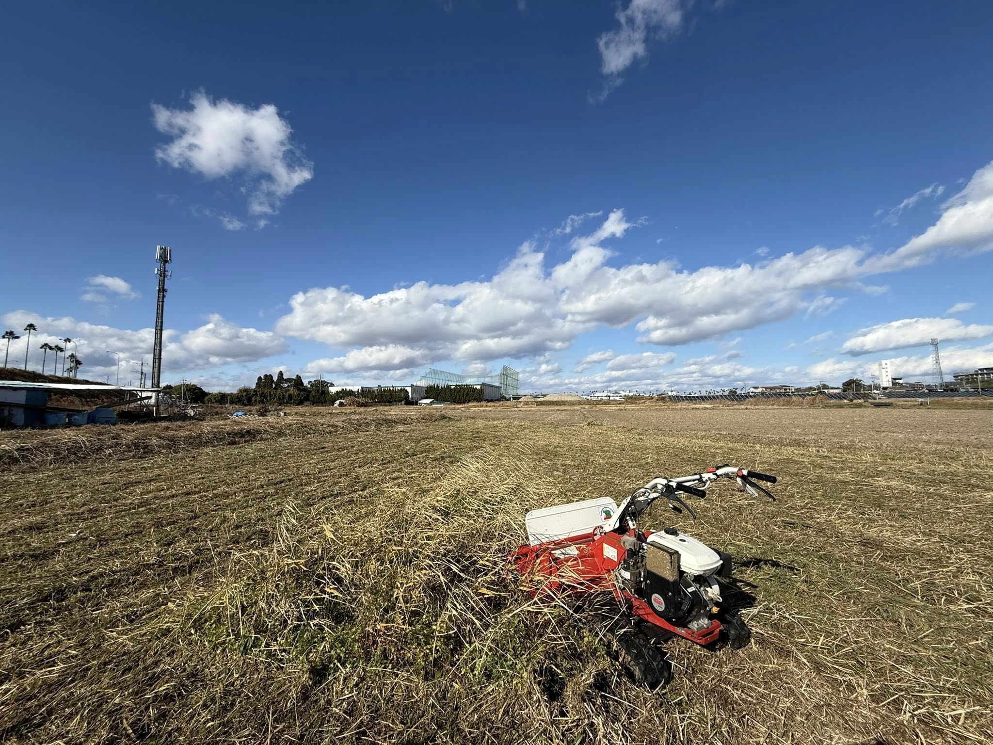 地域の薮がどうしても気になります。